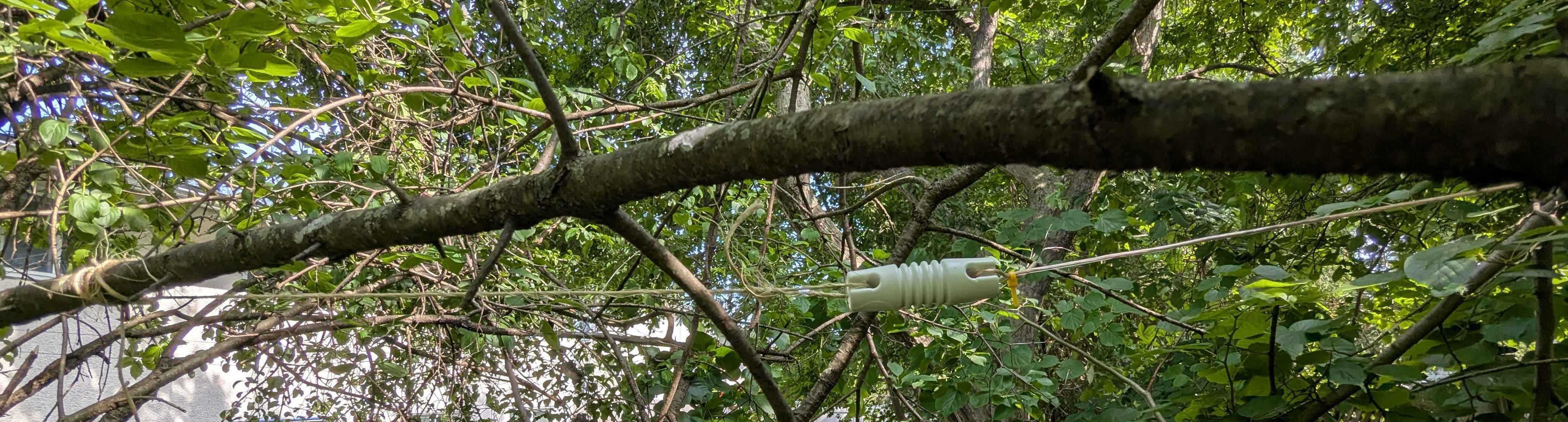 Insulator tied to a branch